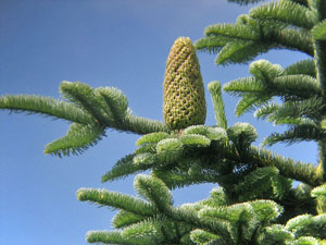 noble fir cone graphic